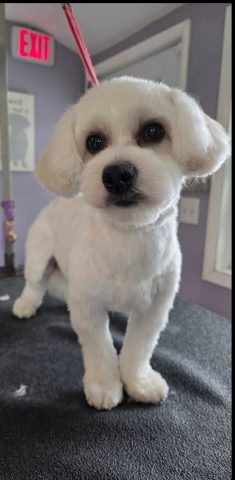Such A Sweet Dog