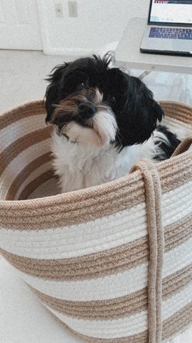 Ball of Joy