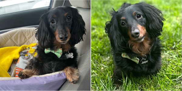 Jasper is Still Pretty Perfect!