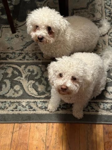 They are Everyone’s Buddy