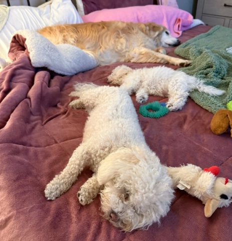 My Bed Is Full