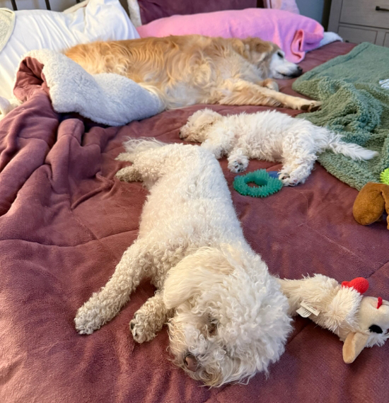 Full bed of dogs