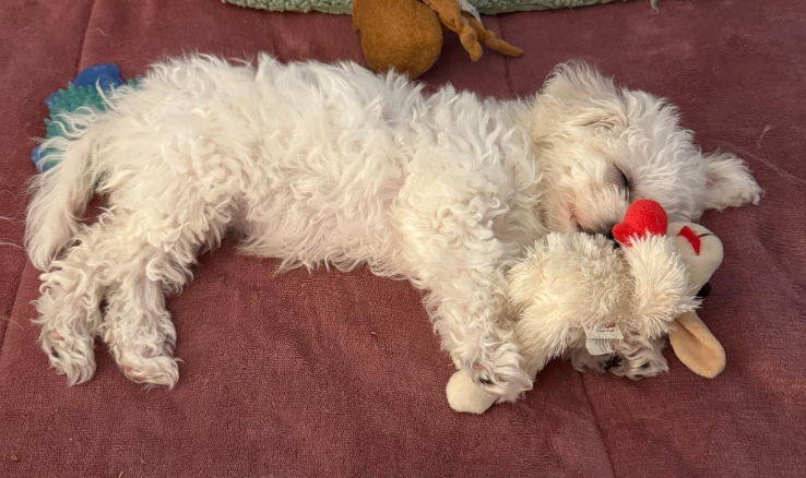 Libby, Bichon Frise, Sleeping