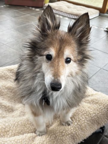 Our Old Man, Lucas