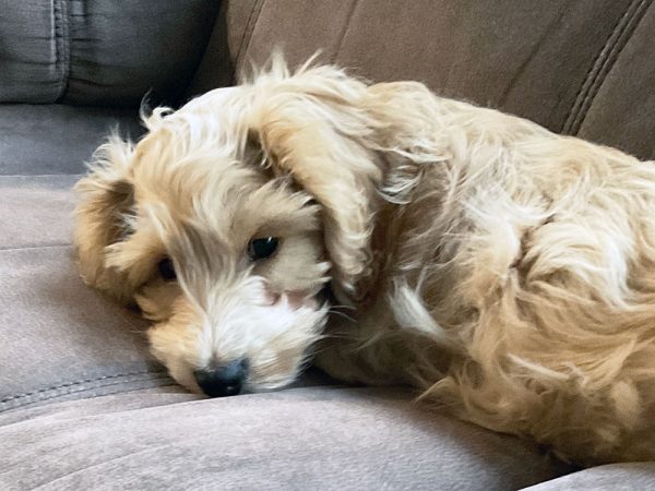 Update on Tom — now Oatie!