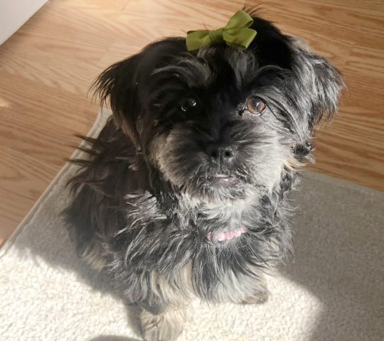 Molly, now Olive